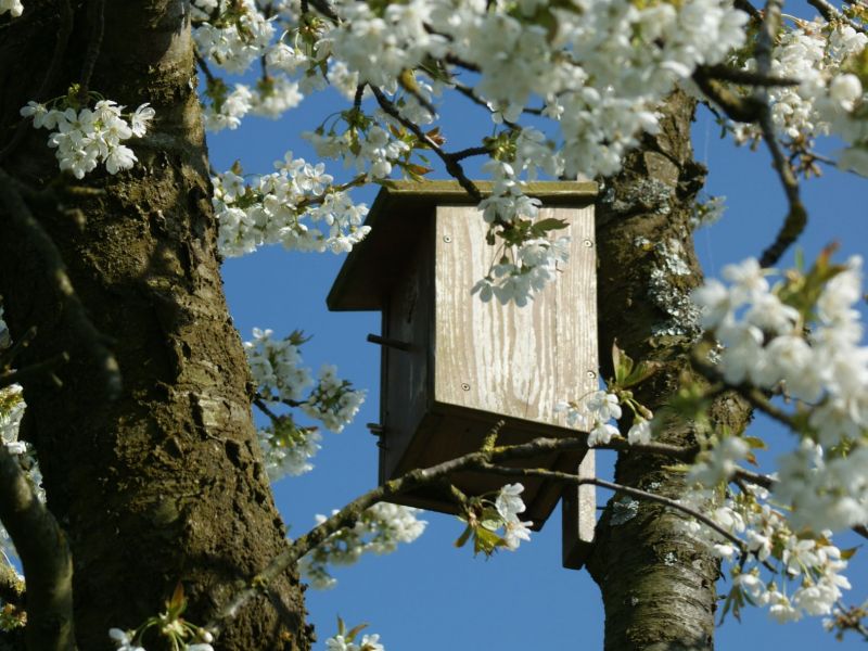 Hochstammbaum Blüte Frühling Vogelkasten Archehof Neuhof