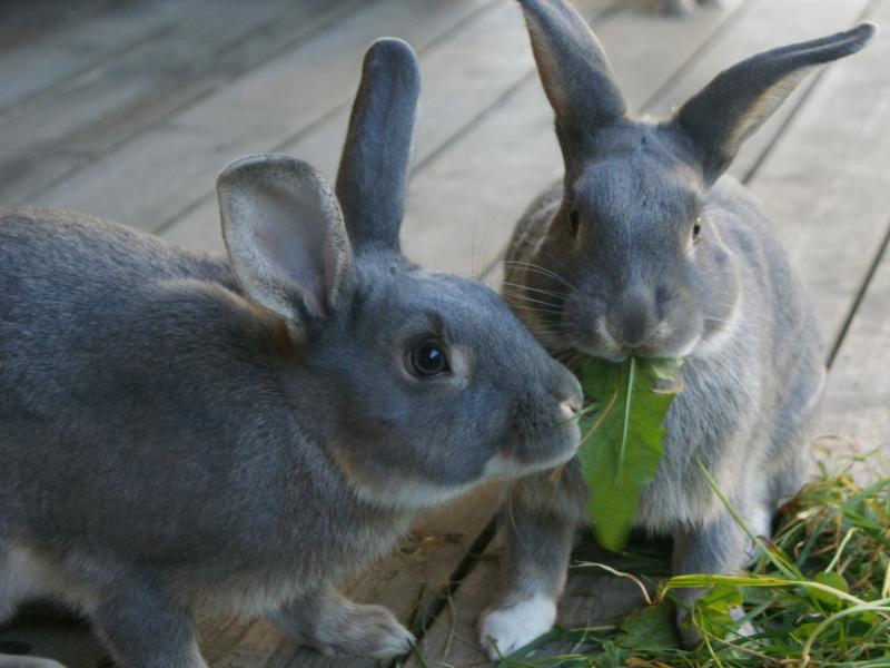 Fehkaninchen