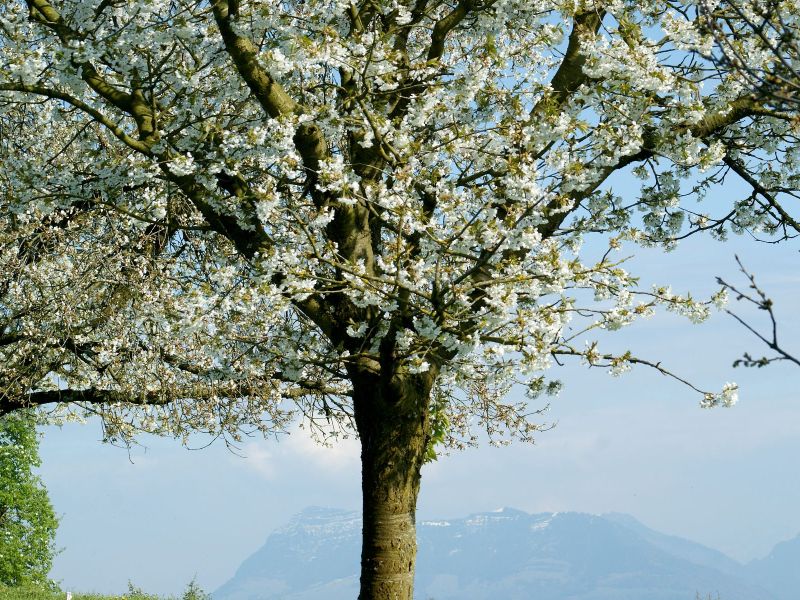 Obstblüte Kirschenbaum.jpg