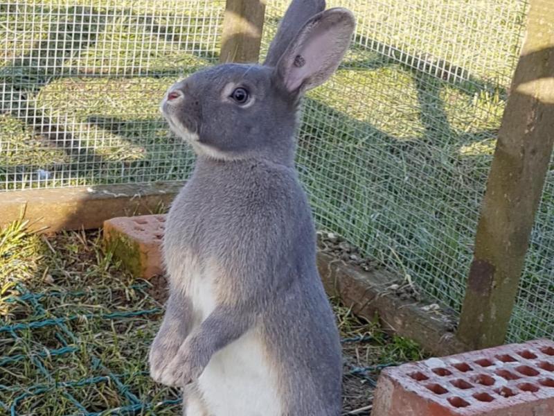 Schweizer Fehkaninchen